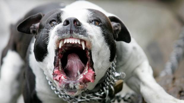 pit-bull-dog-attack-what-you-should-do-when-youre-attacks