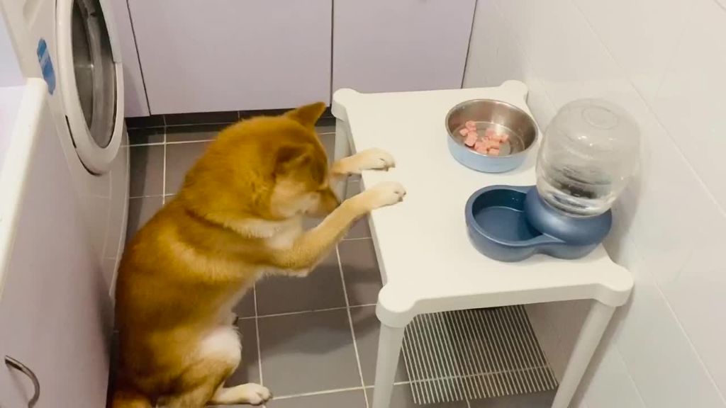 Απίστευτο: Σκύλος κάνει την ΠΡΟΣΕΥΧΗ του πριν το φαγητό! | ΒΙΝΤΕΟ