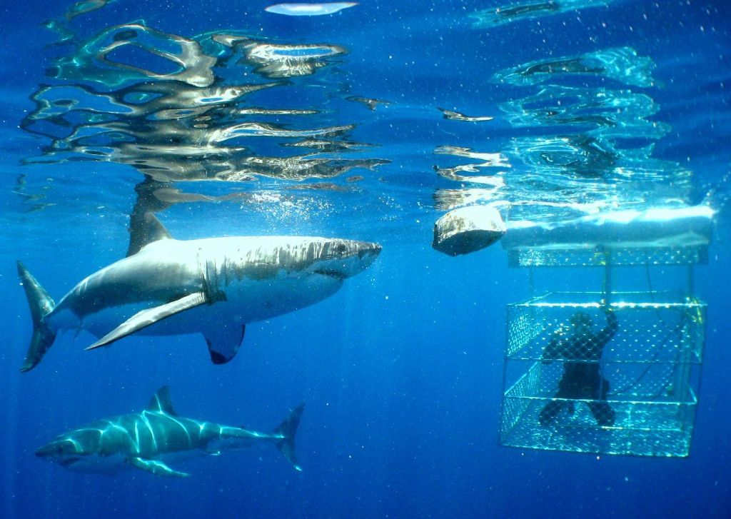 Τρόμος: Λευκός Καρχαρίας μπαίνει μέσα στο κλουβί του δύτη! | ΒΙΝΤΕΟ