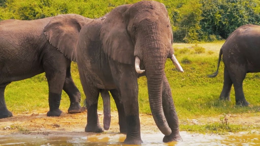 Απίστευτο: Ανακάλυψαν αφρικανικό ελέφαντα με... 5 «πόδια»! | ΒΙΝΤΕΟ