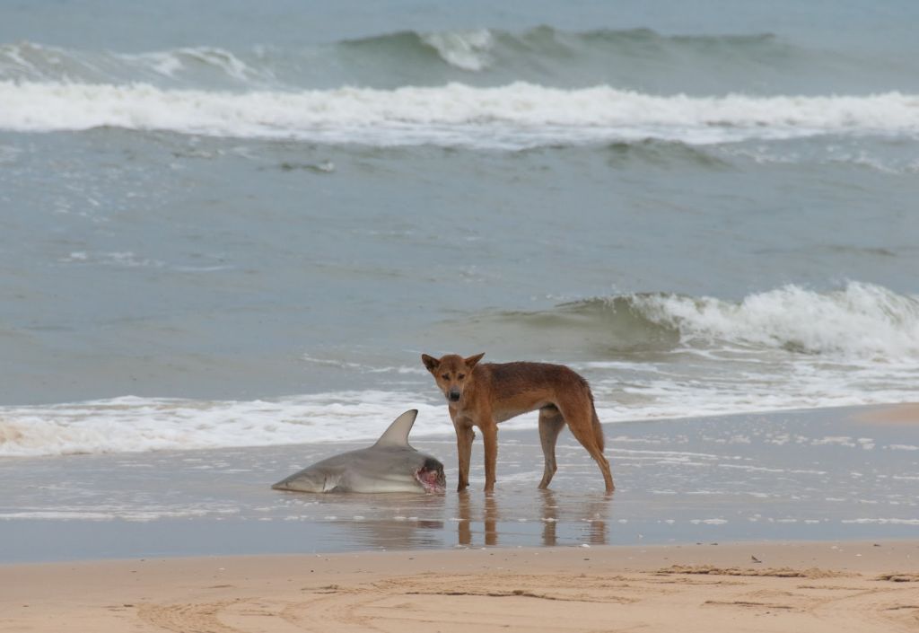 Ατρόμητος σκύλαρος τα βάζει με... καρχαρίες! | ΒΙΝΤΕΟ