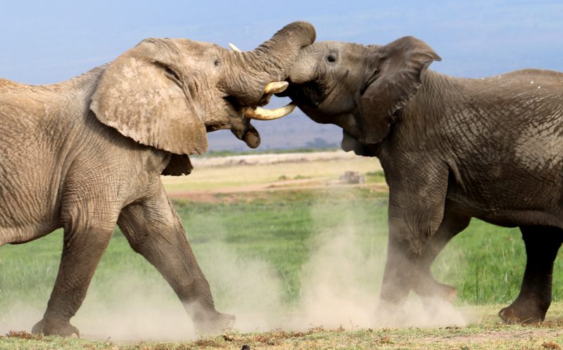 Μάχη Γιγάντων: Ελέφαντας εναντίον ελέφαντα! | ΒΙΝΤΕΟ