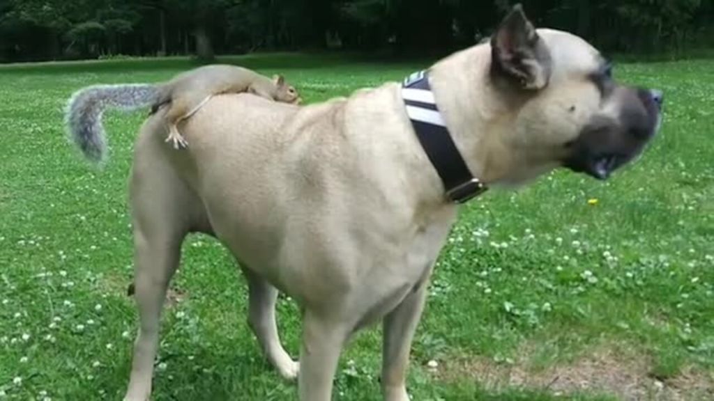 Αυτός ο θρασύτατος σκίουρος μετέτρεψε σκύλο σε... ταξί! | ΒΙΝΤΕΟ