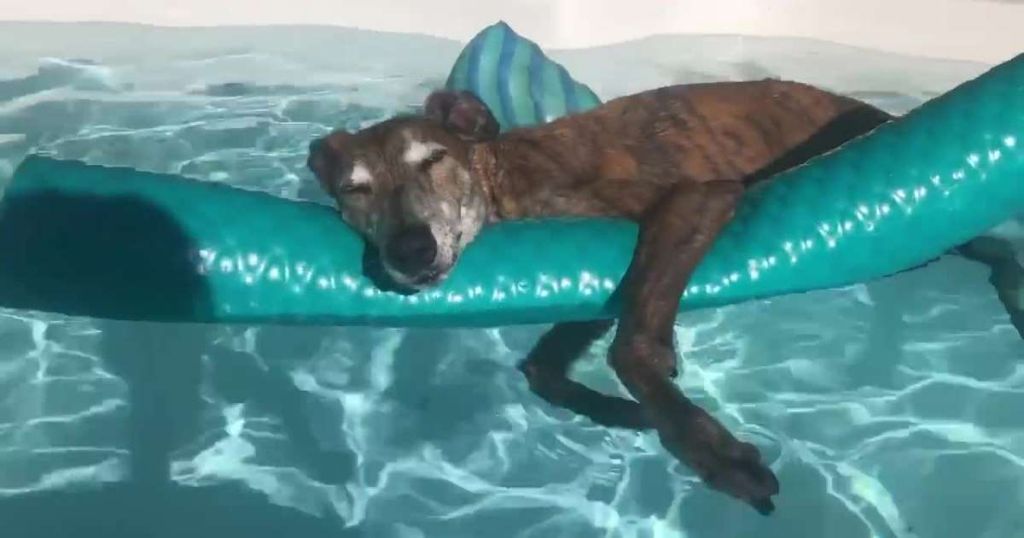 Τεμπέλης σκύλος αράζει σαν «άρχοντας» στην πισίνα | ΒΙΝΤΕΟ