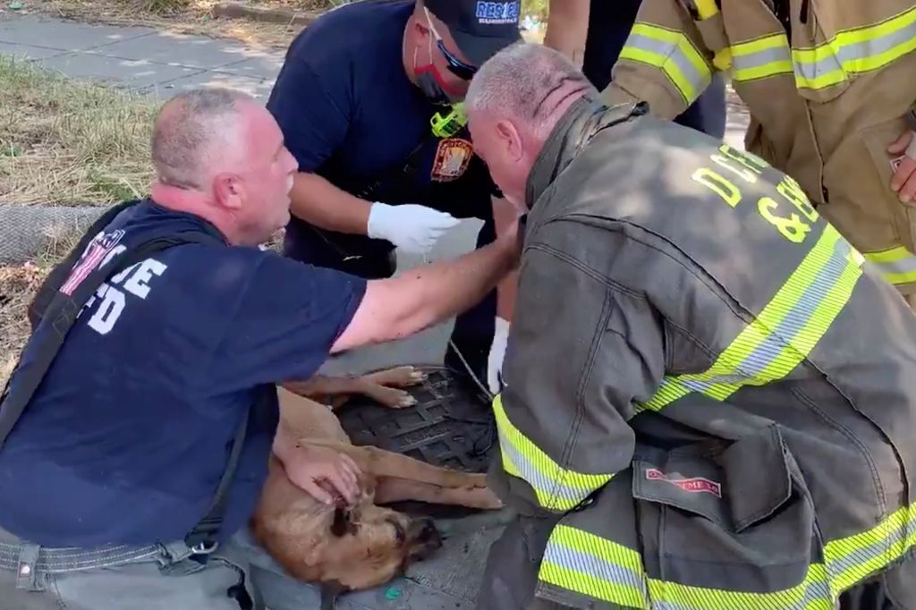 Πυροσβέστες σώζουν τη ζωή ενός σκύλου με τεχνητή αναπνοή! | ΒΙΝΤΕΟ