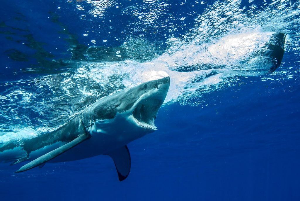 Σκληρές εικόνες: Λευκός καρχαρίας «ξεσκίζει» φάλαινα! | ΒΙΝΤΕΟ