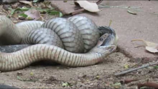 Μάχη θανάτου: Δηλητηριώδη φίδια «τρώνε» το ένα το άλλο! | ΒΙΝΤΕΟ