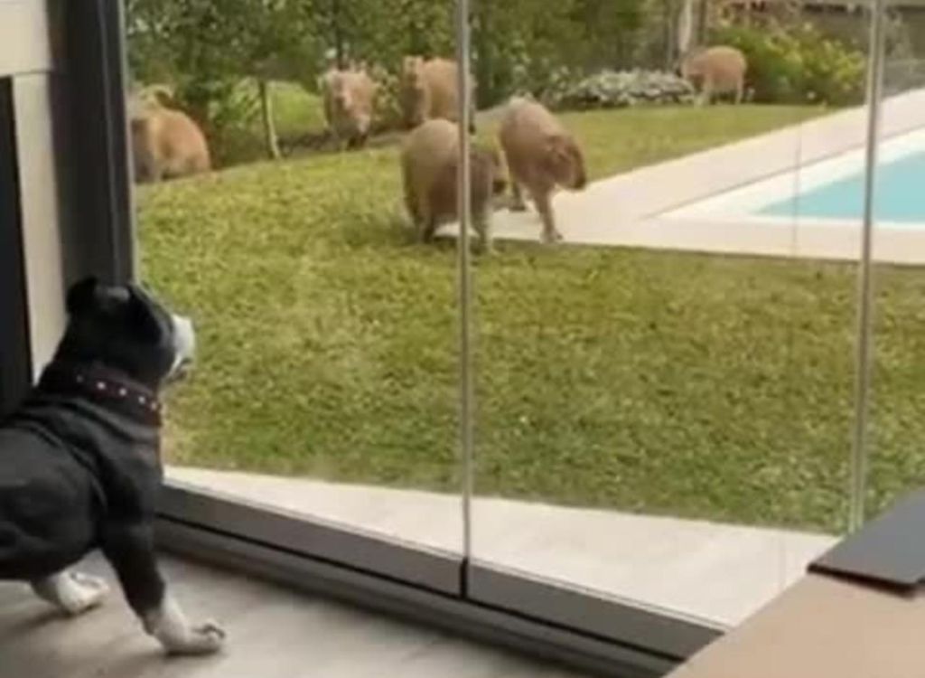 Σκύλος μένει ΚΑΓΚΕΛΟ με ΑΥΤΟ που βλέπει μπροστά του! | ΒΙΝΤΕΟ