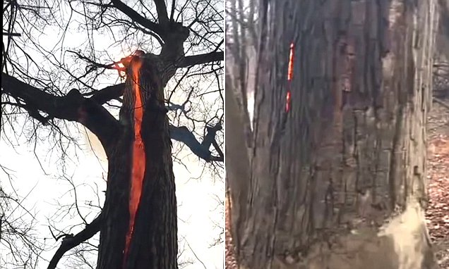 Θαύμα: Δέντρο παίρνει φωτιά αλλά ΔΕΝ καίγεται! | ΒΙΝΤΕΟ