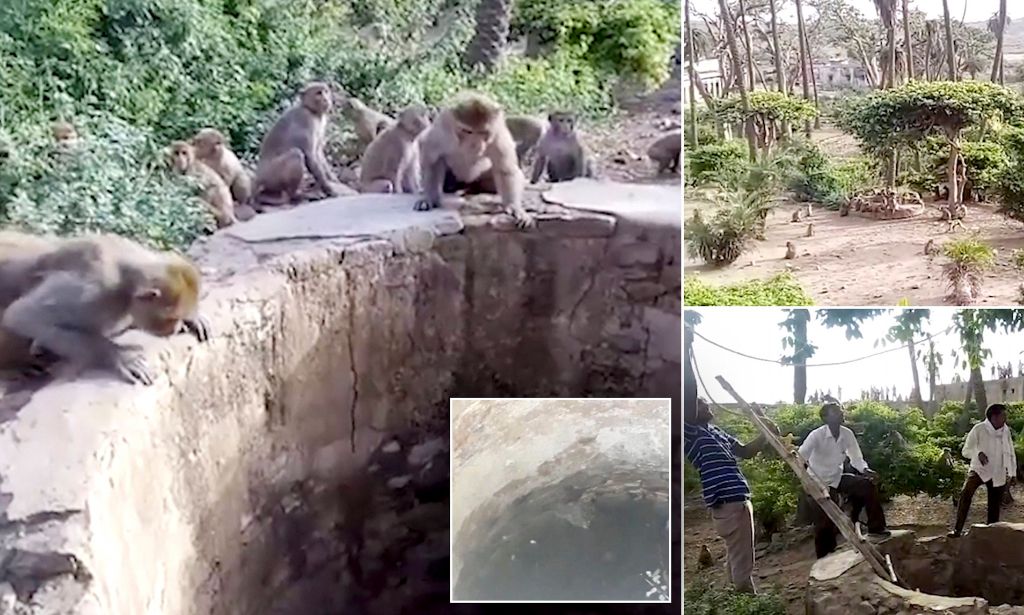 Αδιανόητο: Μαϊμούδες σώζουν λεοπάρδαλη που πνίγεται σε πηγάδι! | ΒΙΝΤΕΟ