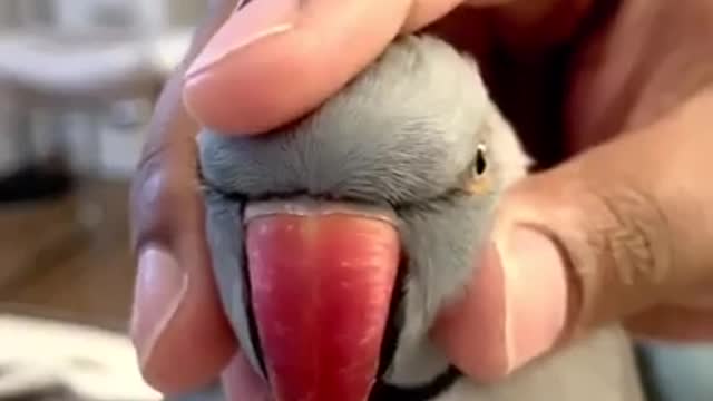 Παπαγάλος πατάει «κλάξον» όποτε τον ακουμπάνε στο κεφάλι! | ΒΙΝΤΕΟ