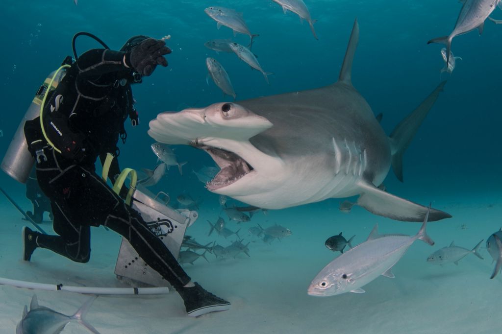 Τρόμος: Κολυμπούσαν όταν έπεσαν πάνω σε... δεκάδες καρχαρίες! | ΒΙΝΤΕΟ