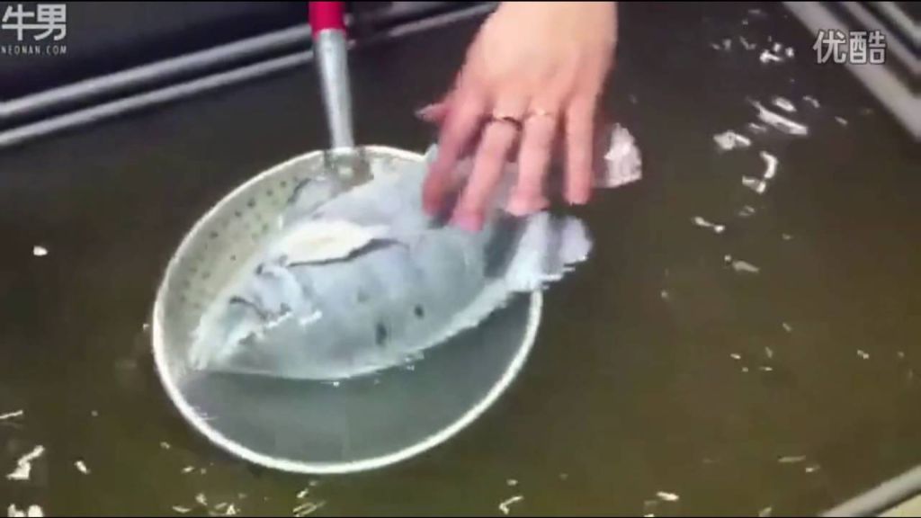 Αδιανόητο: Ψάρι παρέμεινε ζωντανό μέσα στην... κατάψυξη! | ΒΙΝΤΕΟ