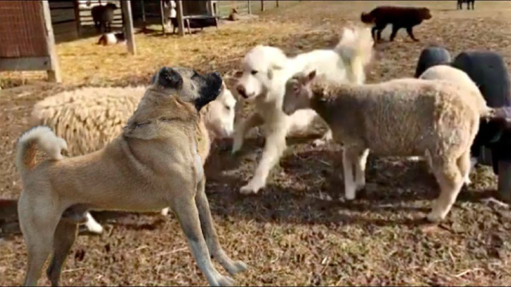 Τσοπανόσκυλο τα «κάνει πάνω του» όταν βλέπει... πρόβατα! | ΒΙΝΤΕΟ