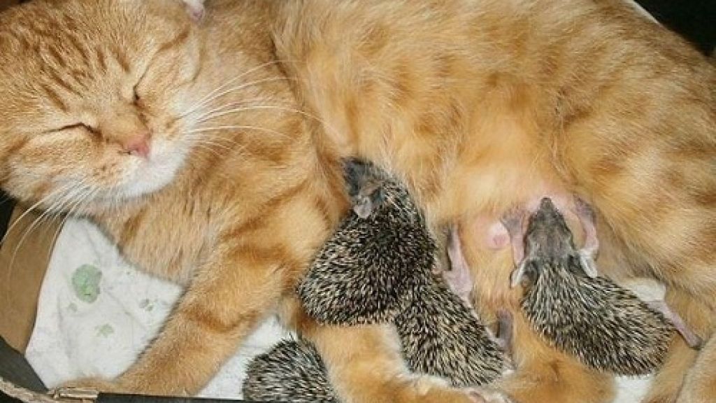 Αδιανόητο: Γάτα θηλάζει... νεογέννητους σκαντζόχοιρους! | ΒΙΝΤΕΟ