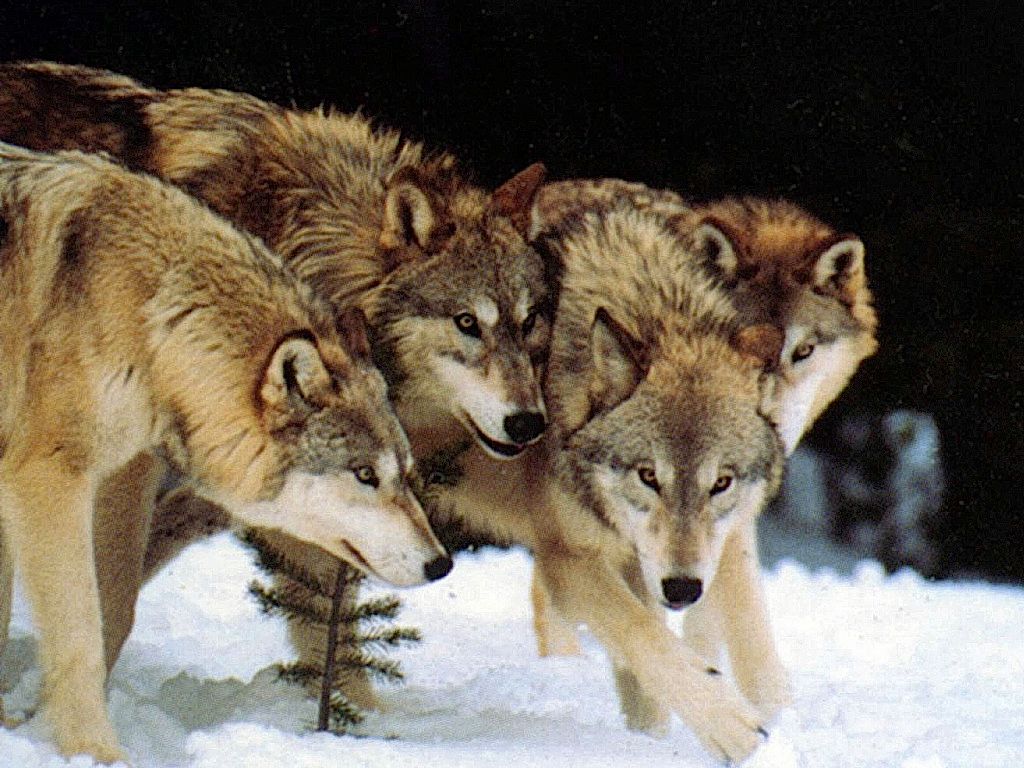 Δείτε τους «ραδιενεργούς» λύκους του Τσέρνομπιλ! | ΒΙΝΤΕΟ