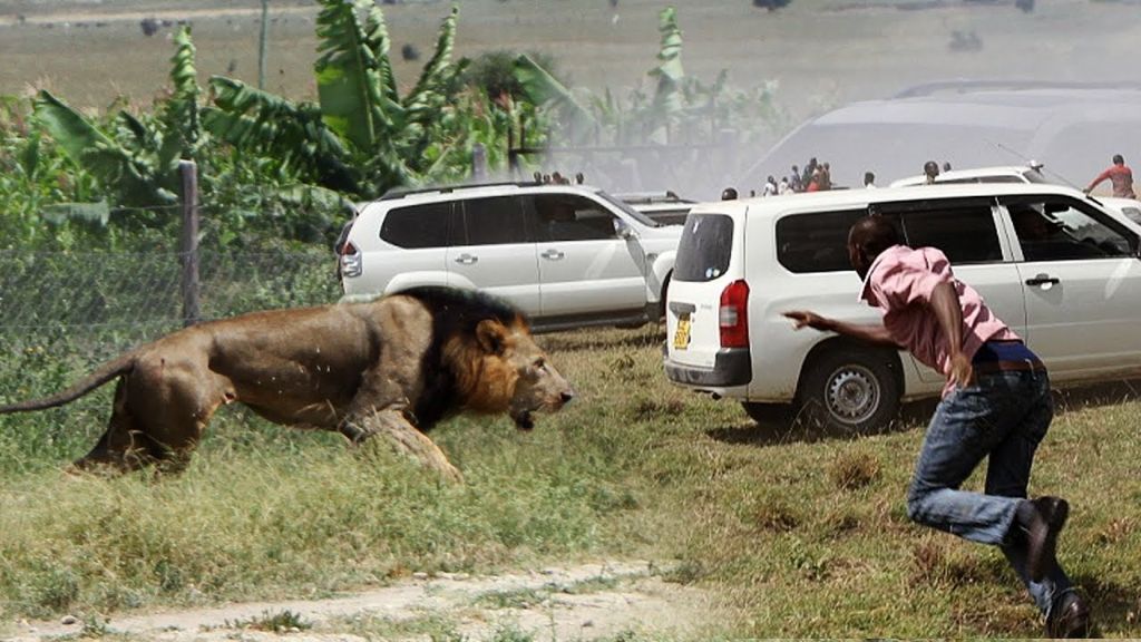 Δείτε τι κάνουν τα εξαγριωμένα λιοντάρια σε αυτό το τζιπ! | ΒΙΝΤΕΟ