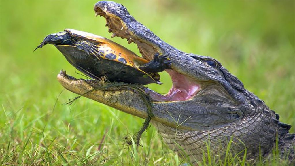 Κροκόδειλος ΤΣΑΚΙΖΕΙ χελώνα μέσα στο καβούκι της! | ΒΙΝΤΕΟ