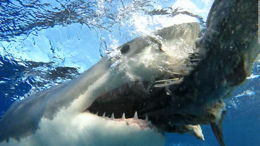 Τρόμος: Καρχαρίας την «πέφτει» άγρια σε τζετ-σκι! | ΒΙΝΤΕΟ