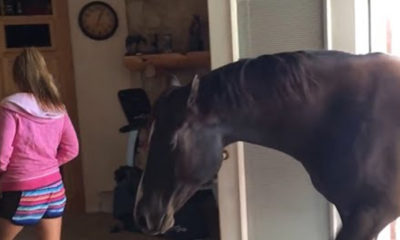 Άλογο μπαίνει σε σαλόνι και ΔΕΝ φαντάζεστε τη συνέχεια! | ΒΙΝΤΕΟ