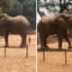 Ελέφαντας τα «παίρνει στο κρανίο» και ΤΣΑΚΙΖΕΙ όχημα! | ΒΙΝΤΕΟ