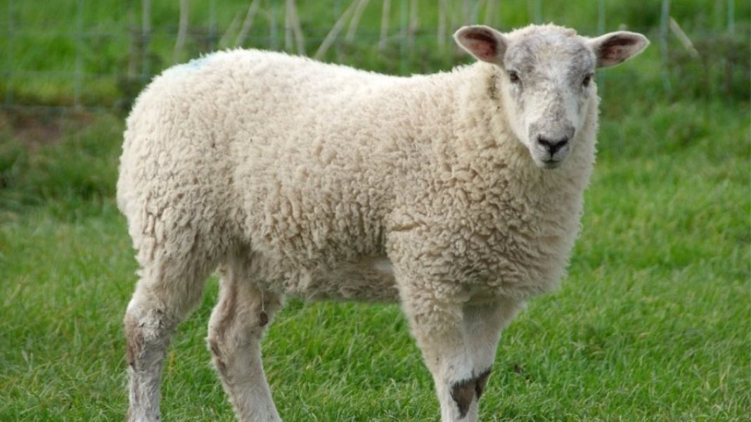 πρόβατο