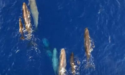 Θηλασμός φάλαινα