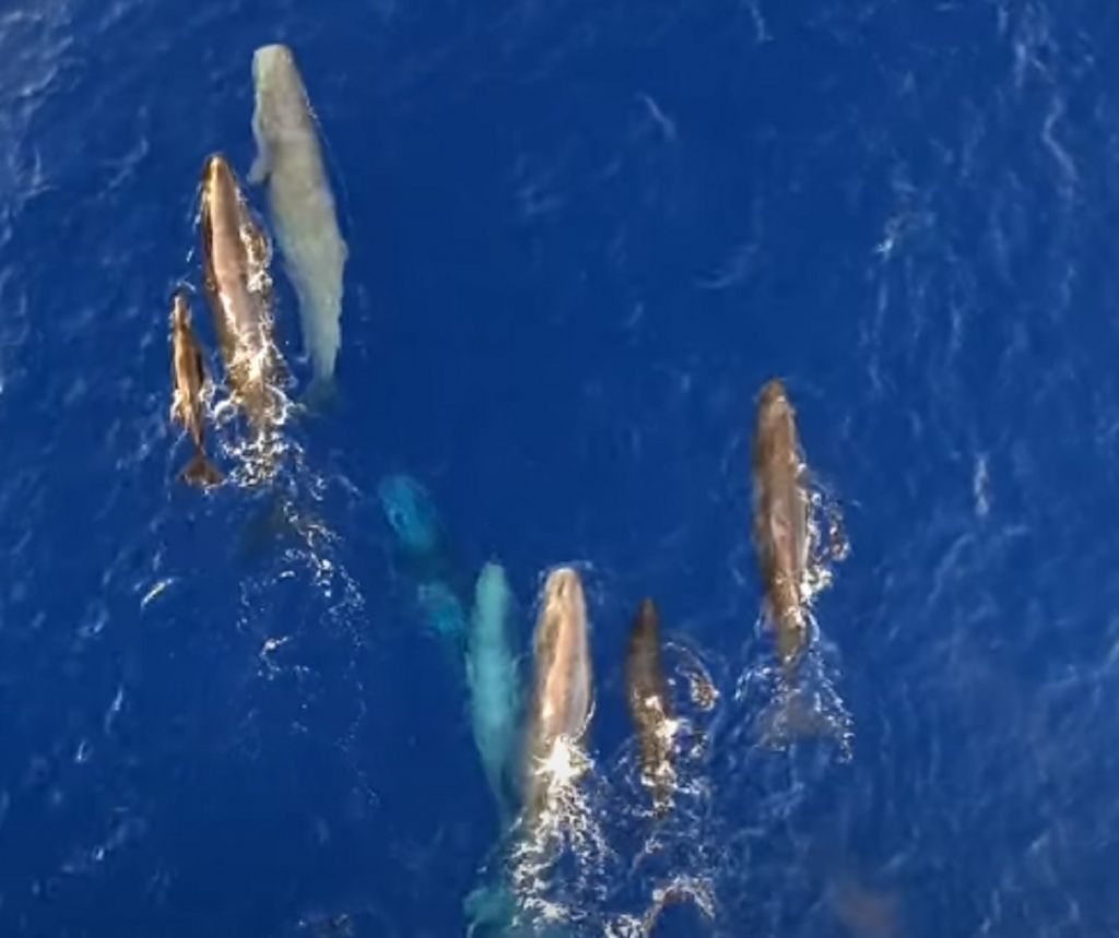Θηλασμός φάλαινα