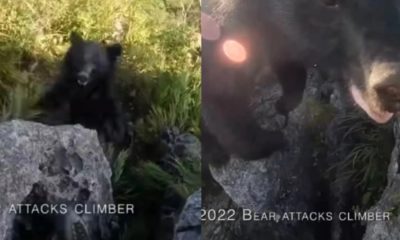 επιθεση αρκουδας
