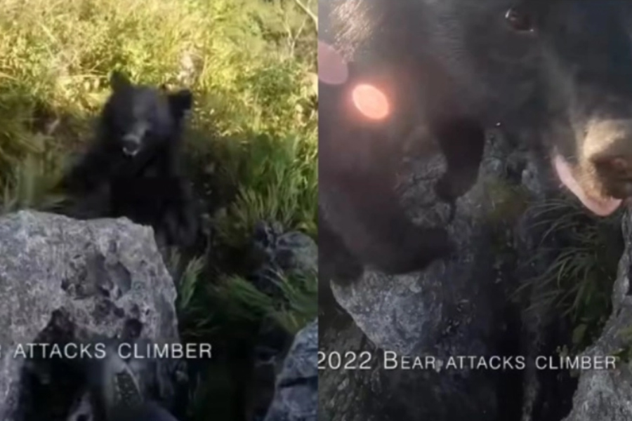επιθεση αρκουδας