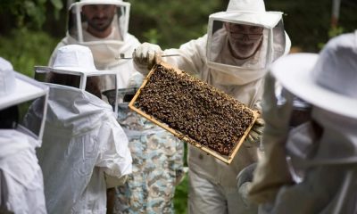 μέλισσες